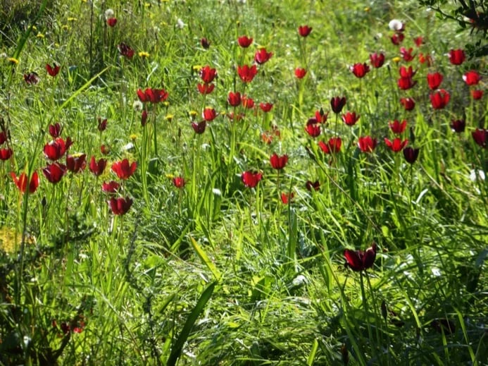 The wild endemic tulips (Tulipa Cypria) in the "Wild West"...