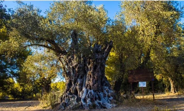and wild 800-year-old olive trees in Kalkanli / Gabudi.