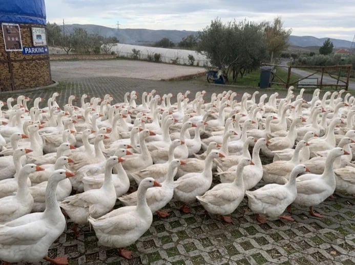 Mrizi i Zanave, Fishtë