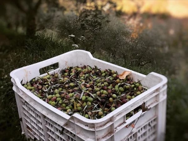 Romagna Mia Food & Wine Experience