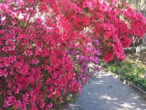 Charleston Gardens and Architecture Walking Tour