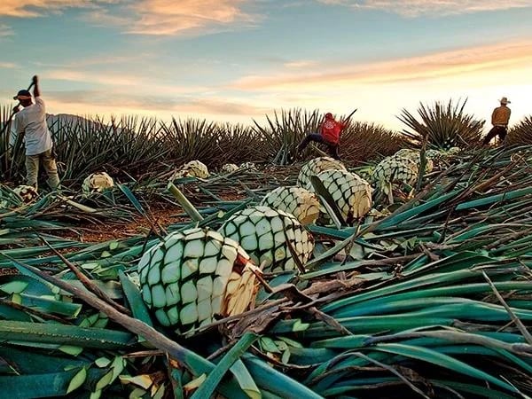 Private Tequila Tour and Mazatlan Highligths