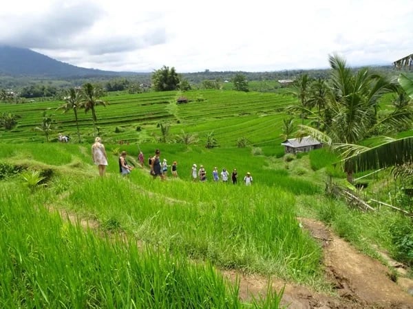 Bali Cultural & Landscape Full Day Tour