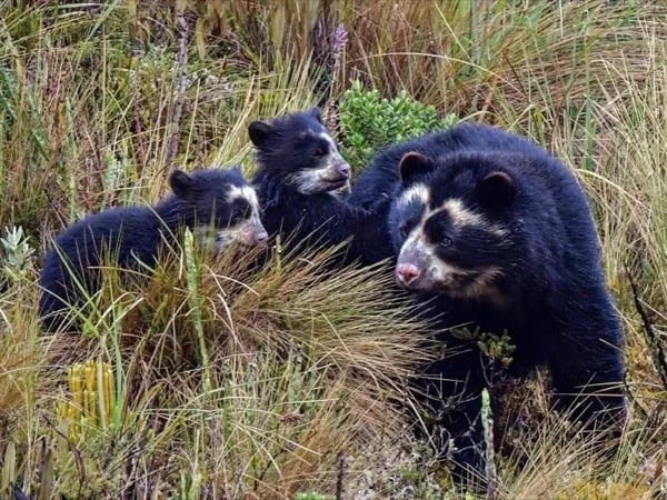 Birds and mammals of the Andes