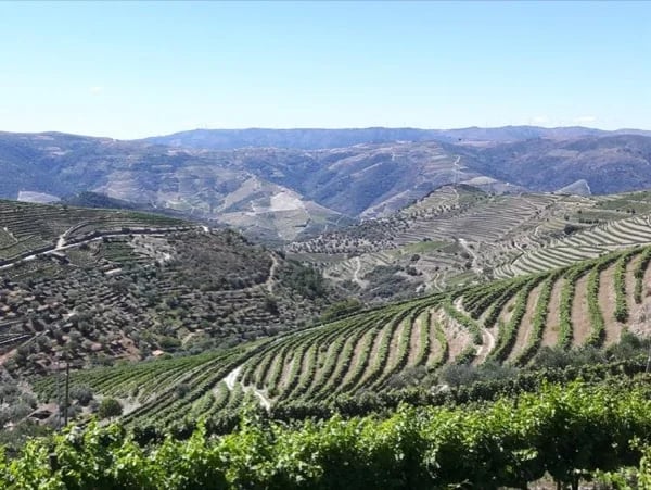 Douro Valley Private Full Day Wine Tour From Porto