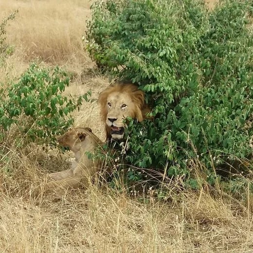 King of the Jungle,Masai Mara