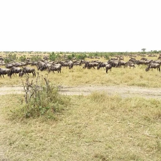 Resident Wilderbeest grazing in Masai Mara