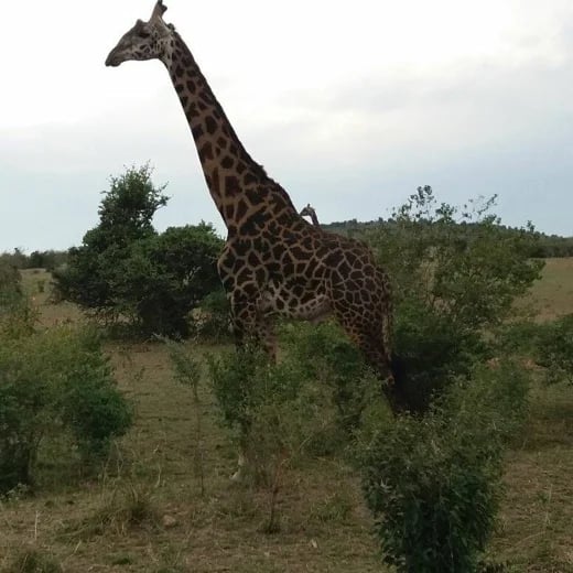 The Masai Giraffe,The largest species of Giraffe in East Africa.