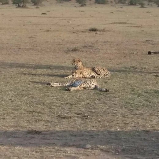Cheetah,One of the largest Cats and the fastest(100-120Km/h).The photo was taken in Masai mara.