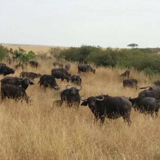 African Buffalo or Cape Buffalo.The largest African bovine.Photo taken in Masai Mara