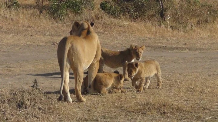Lioness and her cubs in Masai Mara.