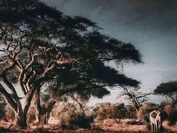 Best Wildlife Safaris Experience in Amboseli National Park-3days