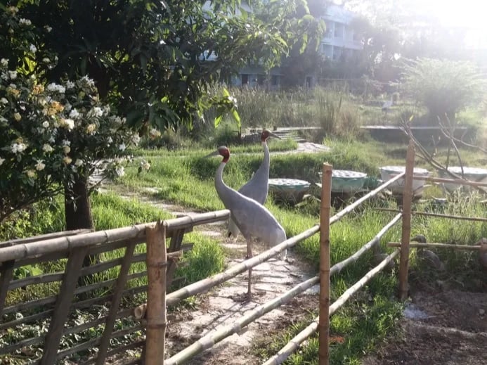 Sarus -Cranes (love -birds) inside Lumbini