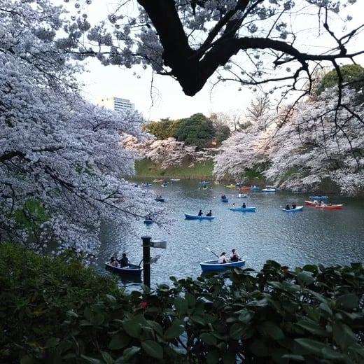 Shoji K.'s gallery