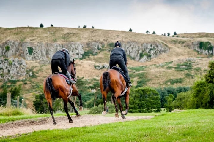 Horses training at the Curragh of Kildare, Ireland.