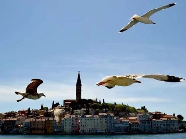 Cover media image