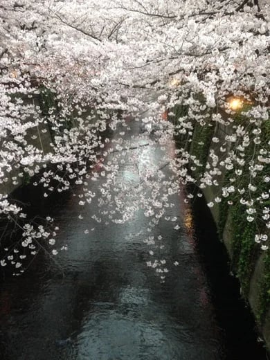 Junko N.'s gallery