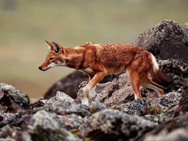 Highlights of Bale Mountains in 4 Days with your private guide