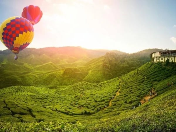 Cameron Highland :the wonders of malaysia