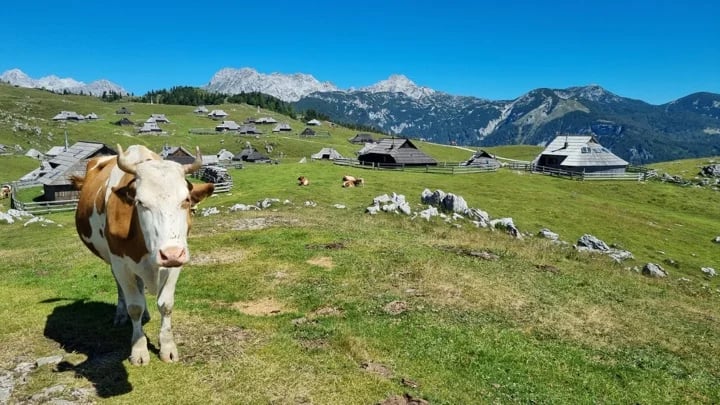 Velika Planina