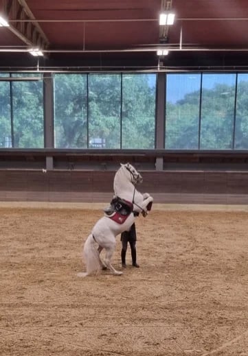 Lipizzaner is a Slovenian