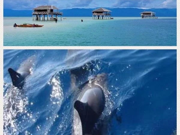 Bais Dolphin Watching and Manjuyod White Sandbar Tour
