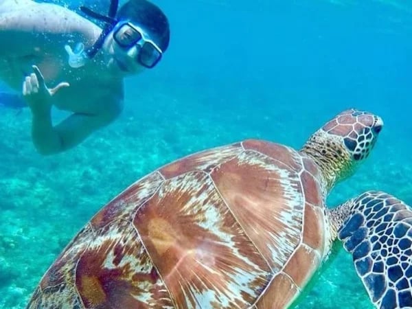 Apo Island Snorkeling Tour
