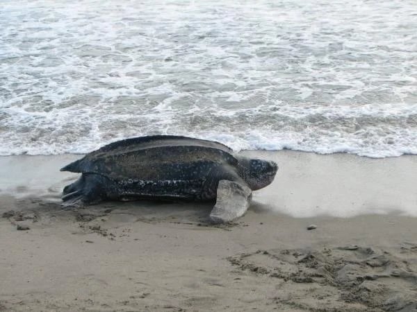 Turtle Watch Private Tour ( March through August)