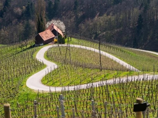 Best Wine and Food Tasting full day tour in Slovenian East