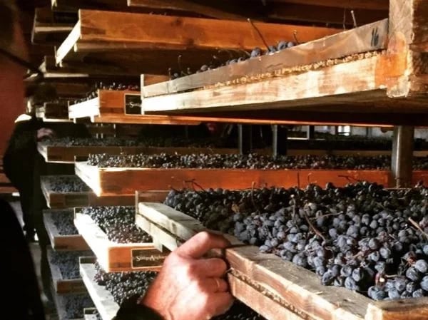 Amarone Top cellars Wine Tour: 5 hours