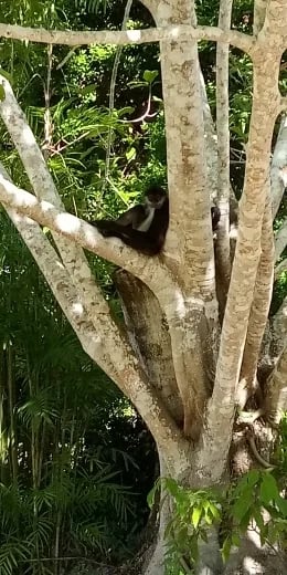 spider monkey