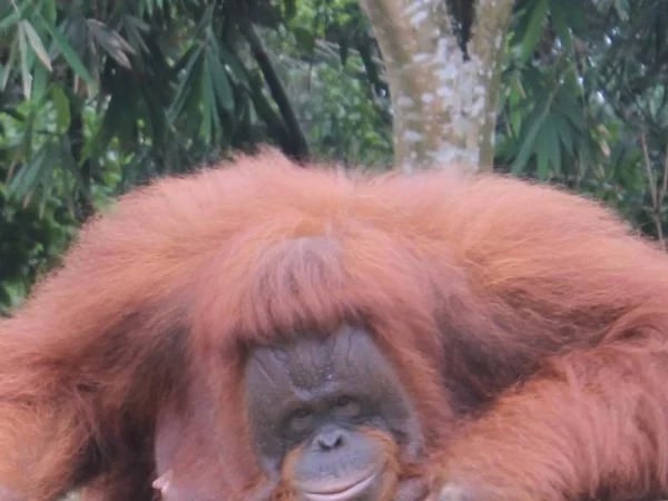 3 days Orangutan in Bukit Lawang Tour