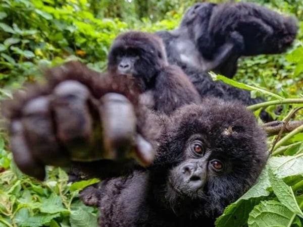 6 Days Gorilla Tracking in Uganda