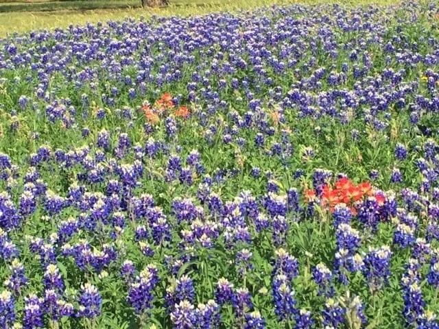 Texas Bluebonnets, State Flower