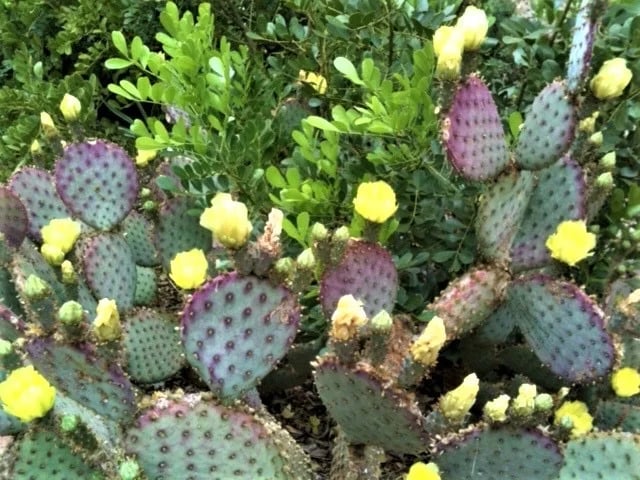 Prickly Pear Cactus