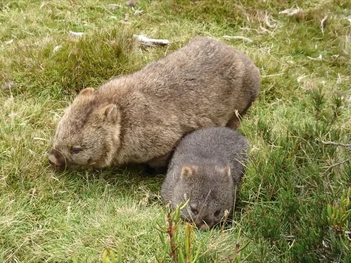Wombats - Cradle Mountain National Park