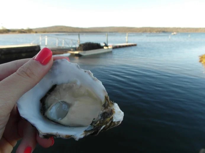 Pacific Oyster from Lease 65 Oyster Farm - Bay Of Fires