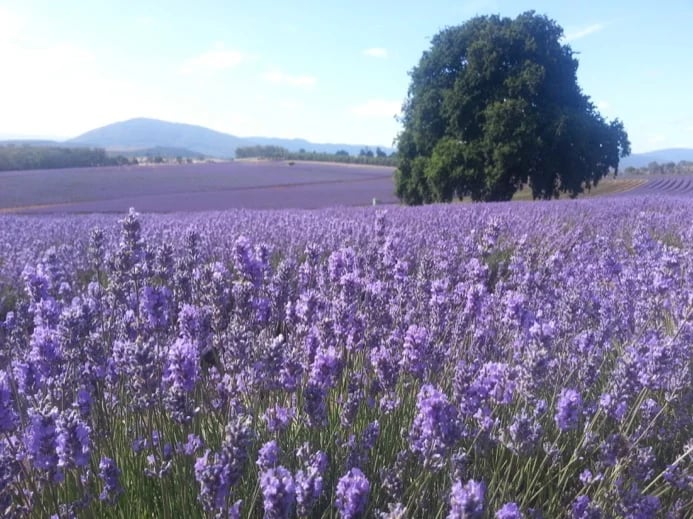 Bridestowe Lavender Farm in full bloom (December - January)