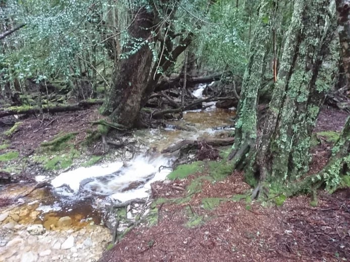 Ballroom Forest on the Dove Lake Walk - Cradle Mountain National Park