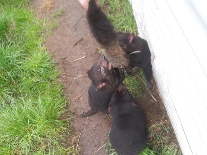 Tasmanian Devils feeding - Tasmania Zoo