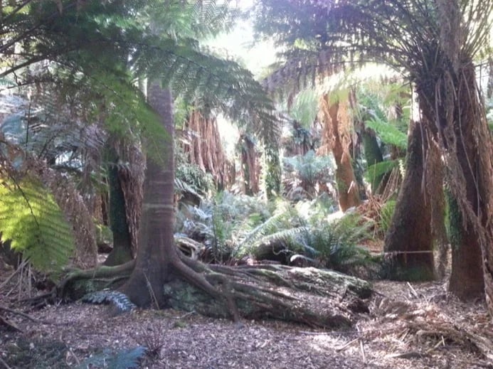 Weldborough Pass Rainforest Walk