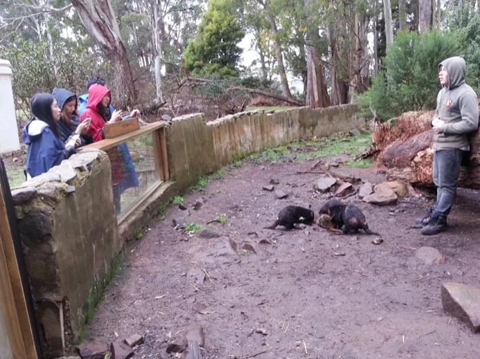 Tasmanian Devils feeding - Trowunna Wildlife Park