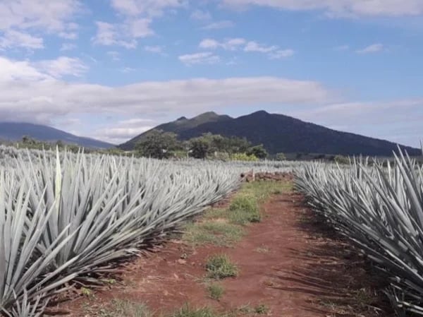Full Day Guadalajara Tequila Tour