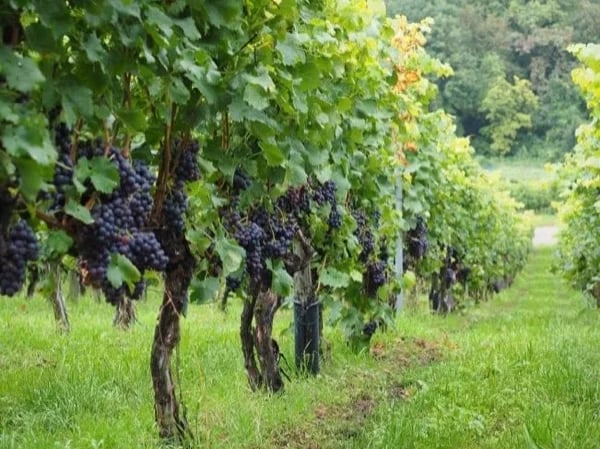 Milan Typical Enogastronomic Full-Day Experience!