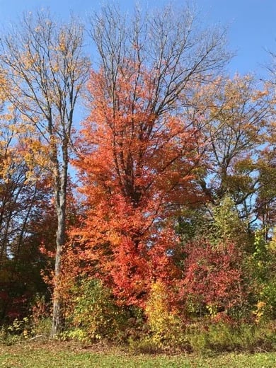Fall colors in Rustico PEI