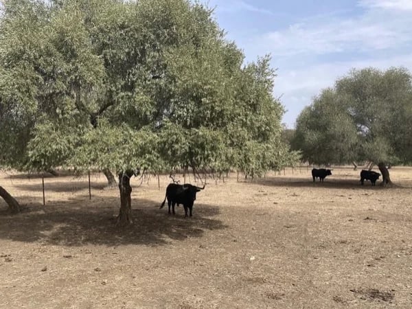 One day with wild bulls in Sevilla