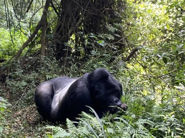 8 Day Gorilla Trekking and Primate Safari in Rwanda