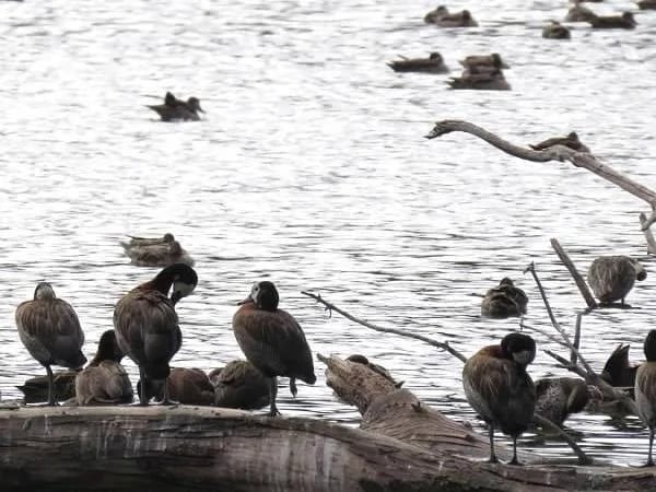 Antananarivo Private Guided Bird Watching Tour