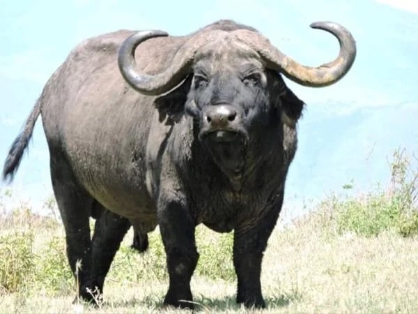The Big five wildlife safari