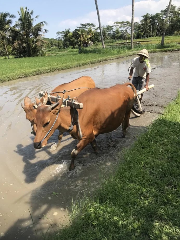 Traditional plowing